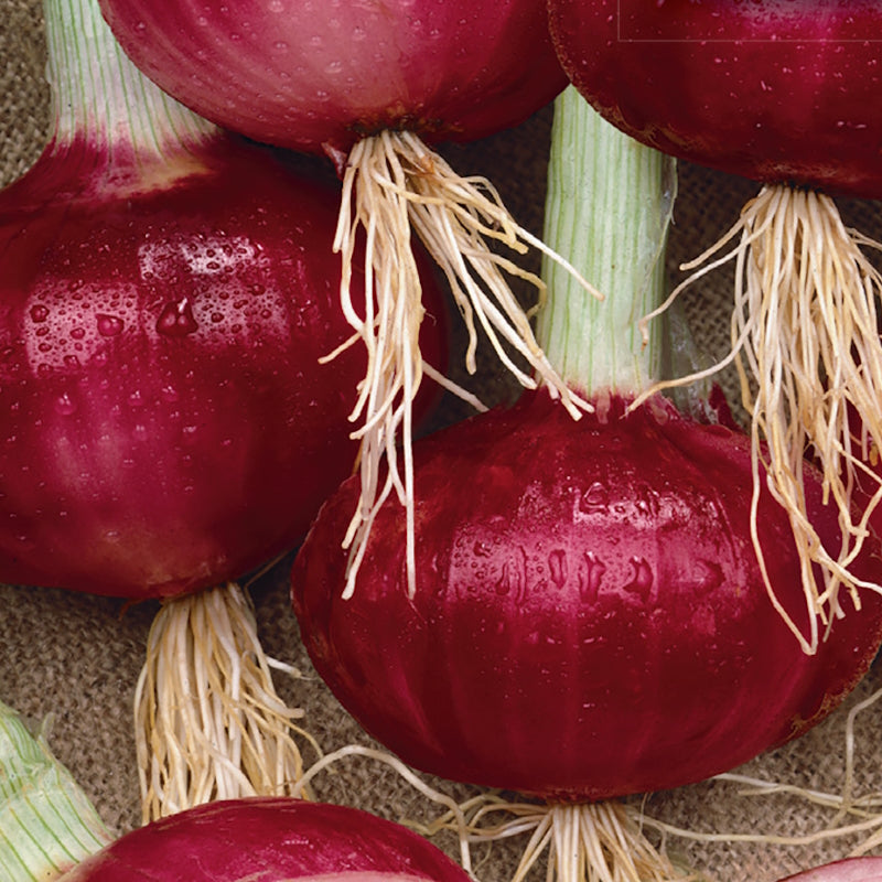 Southport Red Globe Onion Seeds – 250mg Heirloom Long-Day Variety for Slicing, Cooking & Storage – Allium cepa