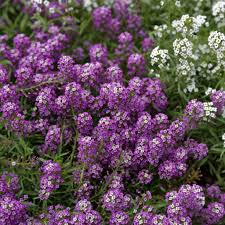 Violet Queen Alyssum Seeds | Fragrant Purple Flowers | Non-GMO Ground Cover | Lobularia maritima | 4-6 Inches Tall