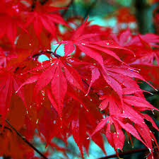 Red Japanese Maple Tree Seeds – Acer palmatum, Cold Hardy Bonsai & Ornamental Tree, Fall Foliage, Fast-Growing Seeds