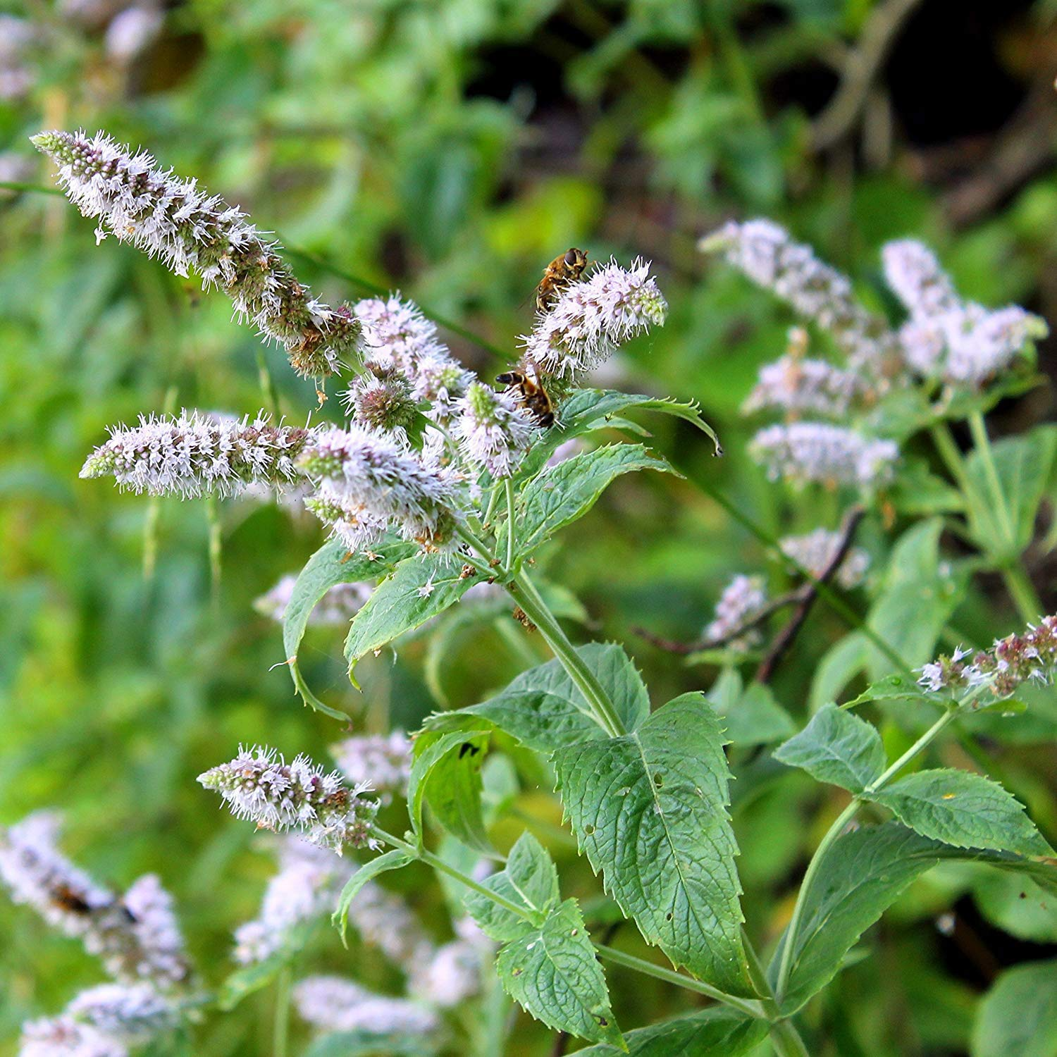 Peppermint Herb Seeds 30mg – Mentha × piperita, Perennial, Strong Mint Aroma, Ideal for Teas & Desserts
