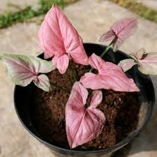 Syngonium podophyllum 'Pink Perfection' Live Arrowhead Plant in 4-Inch Pot, Rare Pink Houseplant, Indoor Air-Purifying Foliage