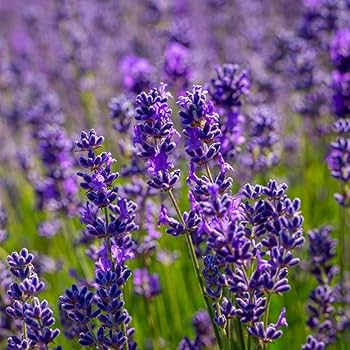 Vera Lavender Seeds - Lavandula angustifolia Fragrant Herb, Pollinator-Friendly, Non-GMO, Perennial, Heirloom, 250 Seeds