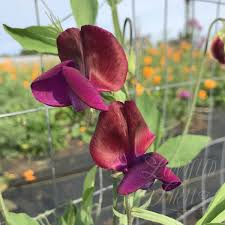 Sweet Pea Seeds – 50+ Soft Lavender Blooms – Climbing Vine for Bouquets, Garden Trellises & Floral Arches – Lathyrus odoratus