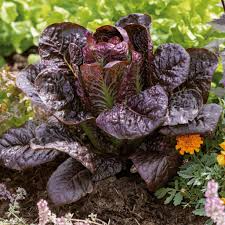Red Romaine Lettuce Seeds – 1g Heirloom, Crisp & Sweet, Cold Hardy, High Yield, Fast Growing, Garden & Container Planting
