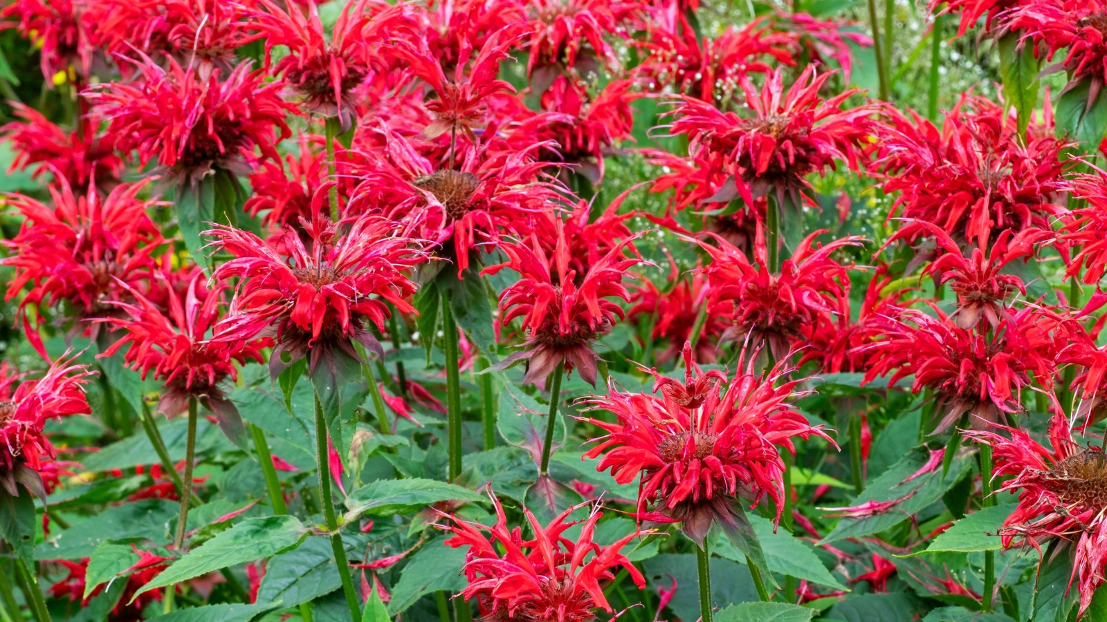 3 Live Cherry Red Monarda Bee Balm Plants | Vibrant Perennial Flowers | Pollinator & Butterfly Magnet | Sun-Loving Bergamot Starter