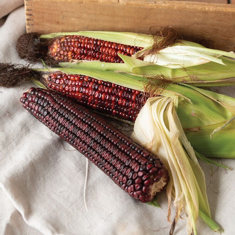 Corn Seeds 5g Bloody Butcher Heirloom Zea mays Deep Red Kernels High Yield Garden & Field