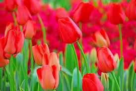 Tulip Bulbs 5-Pack | Red Darwin Hybrid Tulip | Spring Blooms | Live Flower Bulbs for Garden, Full Sun, Cold Hardy
