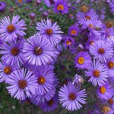 500 Seeds New England Aster Purple Perennial Flower Heirloom Non-GMO Pollinator Attracting