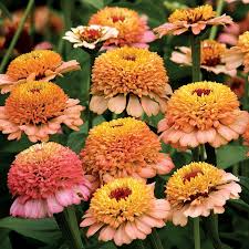 Zinnia Seeds | Double Peach Blooms | Zinnia elegans | Romantic Garden Flower for Cut Bouquets & Pollinator Gardens