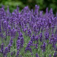 Vera Lavender Seeds 100mg - Heirloom, Fragrant, Hardy, Drought Tolerant, High Yield, Garden & Container Herb - Lavandula angustifolia