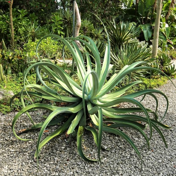 Octopus Agave Succulent Starter 6-12" | Agave Vilmoriniana Clumping, Drought-Tolerant, Full Sun Outdoor Plant