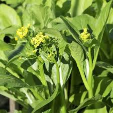150 Yu Choy Sum Seeds - Brassica Jung Green Asian Green for Planting, Stir-Fry & Culinary Use