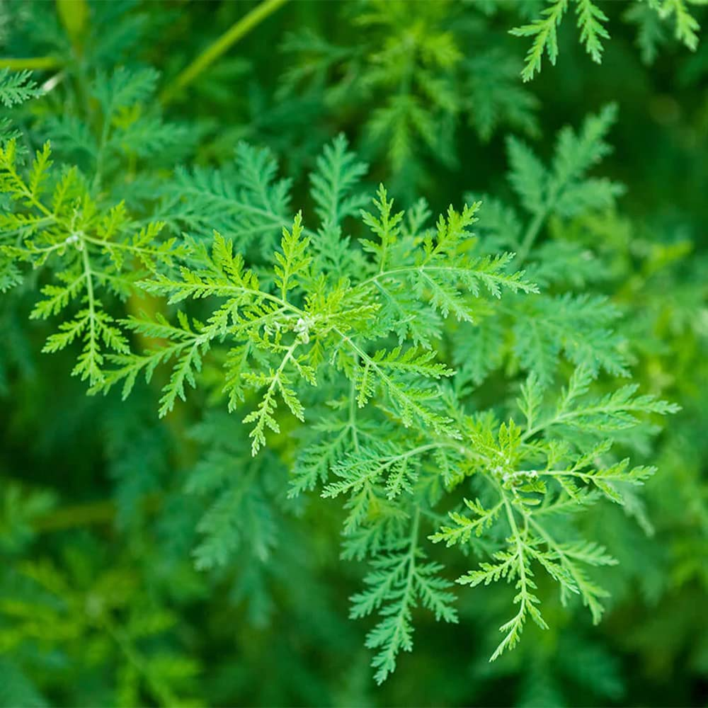 1000 Sweet Wormwood Herb Seeds Artemisia annua Aromatic Drought-Tolerant for Garden & Tea