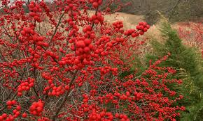 Winterberry Seeds – Ilex verticillata – Native Deciduous Holly with Red Berries for Wildlife Gardens & Hedges