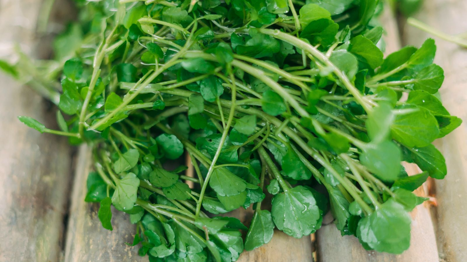 Fresh Watercress Cuttings with Roots – Live Edible Greens – Nasturtium officinale – Fast-Growing Vegetables for Home Gardening