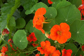 Nasturtium Seeds Single Mix Climbing Vine Red Flowers Fragrant Attracts Hummingbirds Non-GMO for Gardens & Trellises