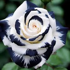 20pcs Black & White Rose Seeds, Two-Tone Blooms, Perennial Garden Flower, Rosa hybrid, Easy to Grow