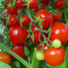 50 Seeds Red Cherry Tomato Pack – Solanum lycopersicum, Sweet Bite-Sized, Perfect for Salads, Snacking, and Fresh Eating