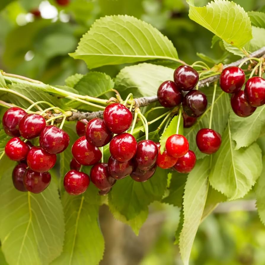 Sylvia Cherry Fruit Seeds – Compact Dwarf Tree for Home Gardens, Juicy Deep Red Cherries, Self-Fertile, Container-Friendly