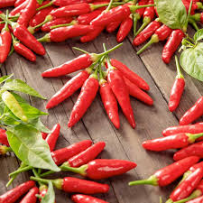 250 mg Tabasco Hot Pepper Seeds | Capsicum frutescens Heirloom for Spicy Cooking & Hot Sauce | Fiery Flavor