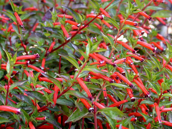 Cigar Plant Starter Seedling – Cuphea Ignea Hummingbird & Butterfly Magnet – Live Plant Grown in USA