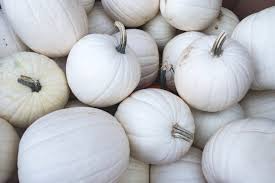 Valenciano Pumpkin Seeds – Heirloom White Pumpkin for Decoration & Cooking – Cucurbita pepo, 5 Seeds