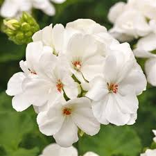 White Zonal Geranium Cuttings - 6" Unrooted Live Plant, Fast-Growing Flowering Perennial for Outdoor Gardens, USDA Zones 10-11