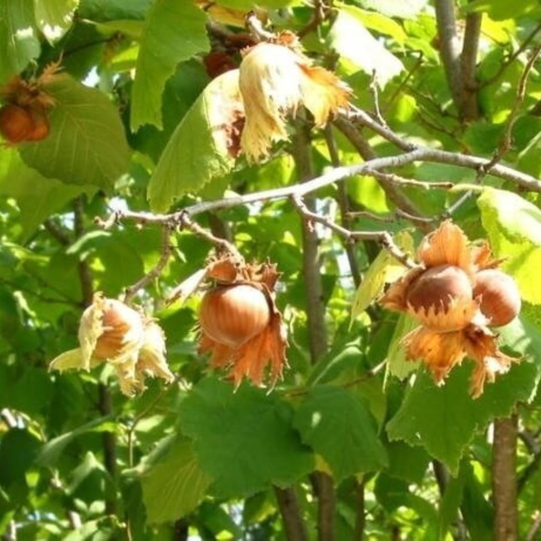 Bare Root American Hazelnut Trees - 6-12 Inches, Edible Nuts, Corylus americana, Live Trees for Orchard & Wildlife Gardens