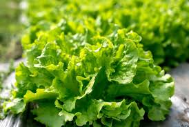 Black Seeded Simpson Leaf Lettuce Seeds – Heirloom, Crisp & Tender, Fast Growing, Cold Hardy, Garden & Container Planting