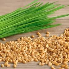 Cat Grass Seeds - Heirloom, Non-GMO, Fast-Growing, Safe for Cats, Indoor & Outdoor, Agropyron cristatum