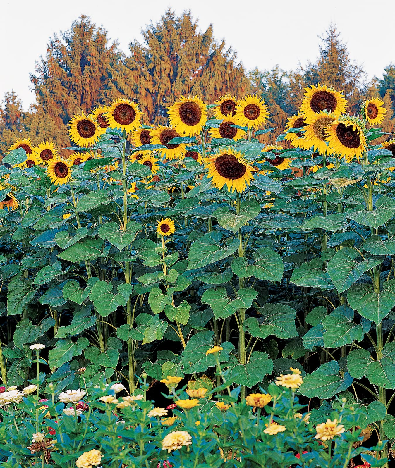25 Seeds Sunflower Skyscraper Heirloom Non-GMO Giant Sunflower for Gardens & Pollinators
