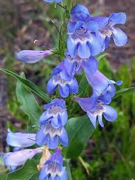 Penstemon Glaber var. Alpinus Seeds – Alpine Smooth Penstemon, Drought-Tolerant Native Wildflower for Rock Gardens, Pollinator-Friendly