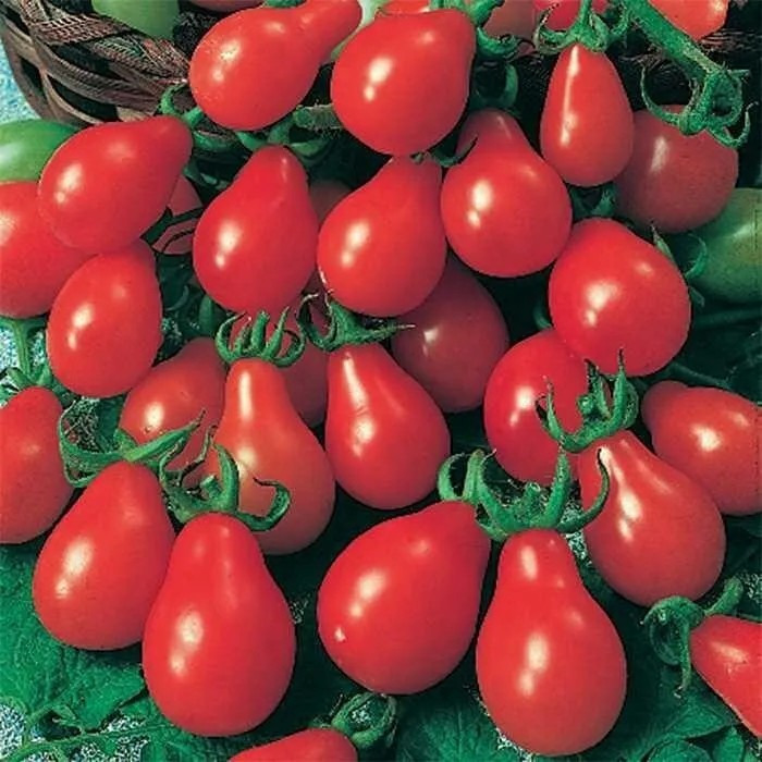 Red Pear Tomato Seeds – Heirloom Non-GMO, Sweet & Juicy, High-Yield Cherry Tomato, Solanum lycopersicum, 30 Seeds