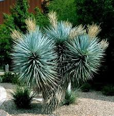 Blue Yucca Seeds (Yucca rigida) – Cold Hardy, Drought Tolerant, Ornamental Desert Plant, Full Sun, Xeriscape, Rare Agave-Like