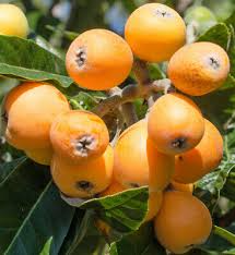 Loquat Fruit Tree Starter Plant, Big Juicy Golden Yellow Fruit, Eriobotrya japonica, Tropical Subtropical Garden Plant