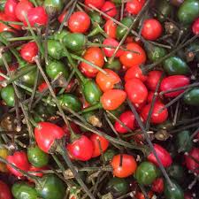 Chiltepin Pepper Seeds, Wild Hot Pepper, Capsicum annuum var. glabriusculum, Small Red Fruits, Spicy Culinary & Ornamental