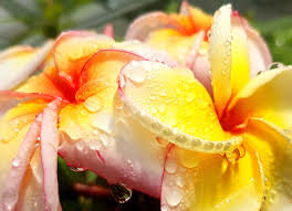 Plumeria Cutting JJ California Sunset - Fragrant Orange Blooms, Early & Long-Season Flowering, Semi-Compact Growth, Plumeria rubra
