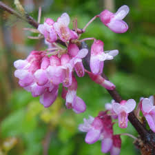 Cercis siliquastrum Seeds – Judas Tree with Magenta Blooms & Heart-Shaped Leaves – Ornamental Flowering Tree for Mediterranean Gardens