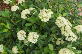40 Tea Berry Shrub Seeds - Viburnum cassinoides Witherod Edible Fruits Native Perennial Plant