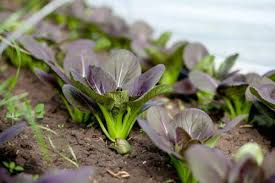 Gourmet Purple Hybrid Pak Choi Seeds - Brassica rapa Chinensis, 300 Premium Seeds for Microgreens, Baby Leaf, Full-Size Greens