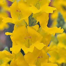 Chantilly Yellow Snapdragon Seeds | 1000+ Antirrhinum majus Tall Fragrant Yellow Blooms for Garden & Cut Flowers