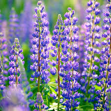 Blue Perennial Lupine Seeds – Lupinus spp. – 25 Seeds for Pollinator Garden, Wildflower, Tall Flower Spikes, Cold-Hardy Plant