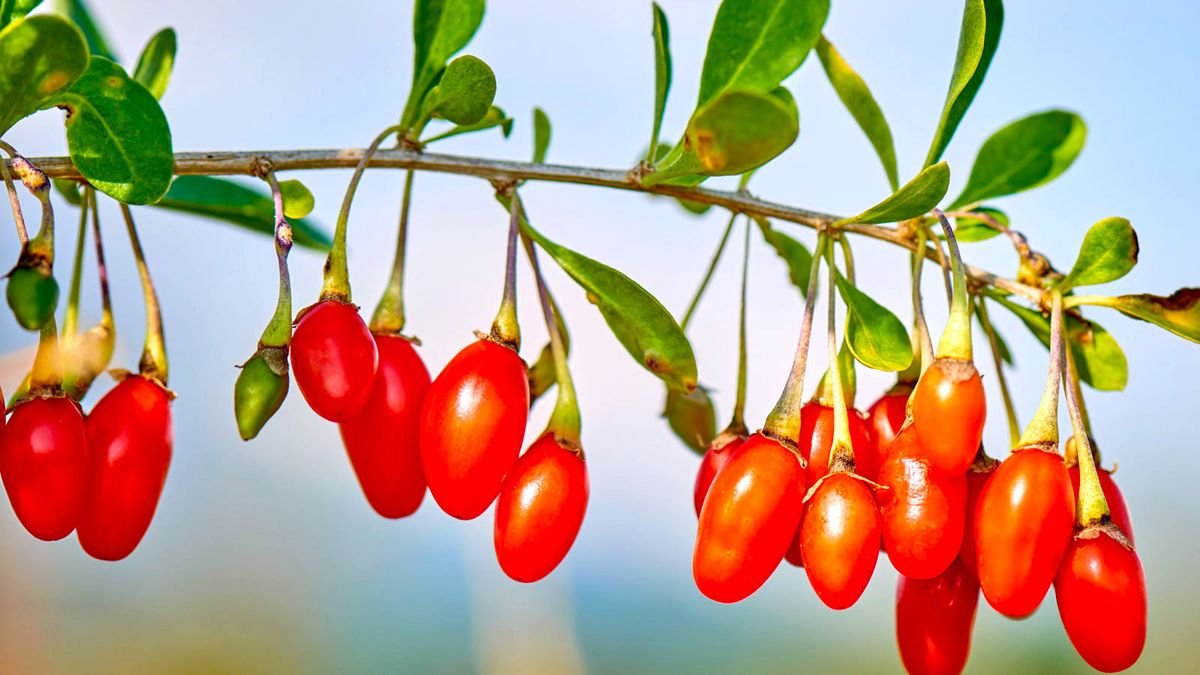 Fresh Goji Berry Cuttings – Bare Root Live Plant, Lycium barbarum, Easy to Grow, Fruiting Shrub, Edible Garden