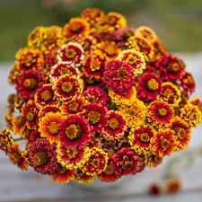 Aztec Mix Zinnia Seeds – Vibrant Multi-Color Blooms for Garden, Pollinators, Heat-Tolerant Annuals, Zinnia elegans, 100+ Seeds