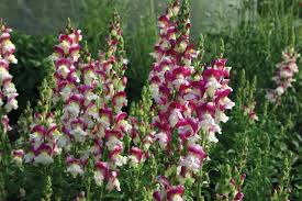Cherry Twist Snapdragon Seeds 1000+ | Vibrant Cherry-Red Blooms | Antirrhinum majus for Garden & Cut Flowers