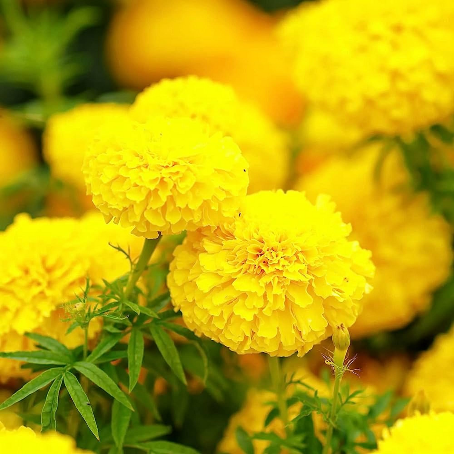 Mary Helen Marigold Seeds – Golden Yellow Double Blooms, Summer Annuals for Beds, Borders & Pots, Tagetes erecta, 25+ Seeds