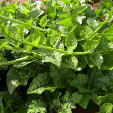 100 Green Malabar Spinach Seeds - Heat-Tolerant Climbing Vine, Non-GMO, Edible Green Leafy Vegetable, Basella alba