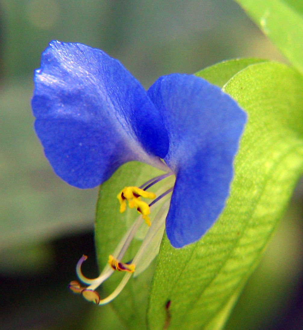 15 Spiderwort Day Lily Cuttings - Wandering Jew Blue Foliage - Easy Care Houseplant - Tradescantia pallida