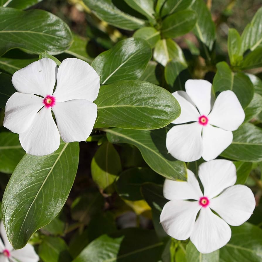 Bright Eye Periwinkle Seeds – Vinca rosea Tropical Annual with Pink Flowers & Dark Center for Full Sun Borders