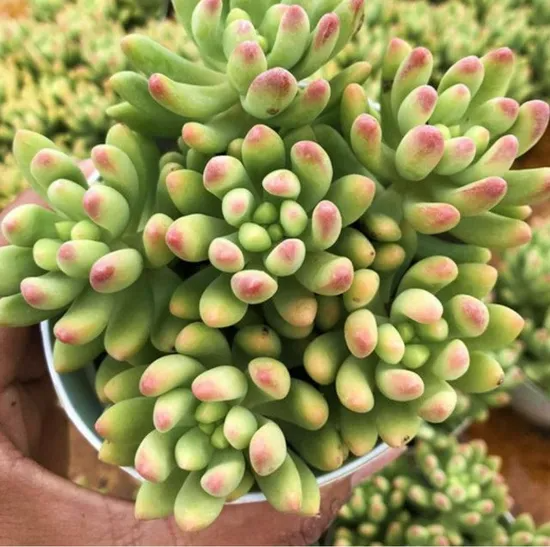 3 Bare Root Sedum 'Alice Evans' Succulent Plants – Drought-Tolerant, Low Maintenance, Indoor & Garden Use